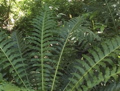 Blechnum brasiliense