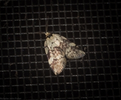 Thallarcha leptographa