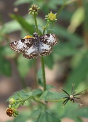 Chiomara georgina georgina