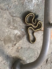 Thamnophis sirtalis
