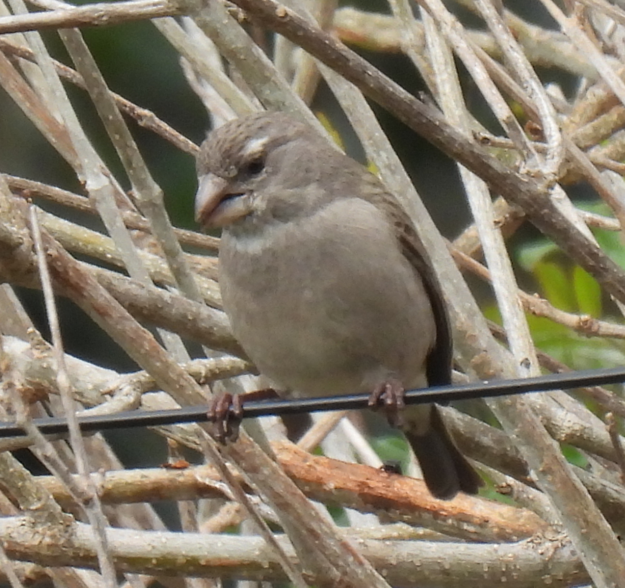 White-throated Canary (Crithagra albogularis)