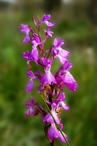 iNaturalist | (c) Wolfgang Bettighofer, some rights reserved (CC BY-NC), uploaded by Wolfgang Bettighofer Representative image of Anacamptis palustris robusta
