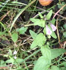 Scutellaria minor