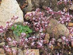 Chorizanthe fimbriata