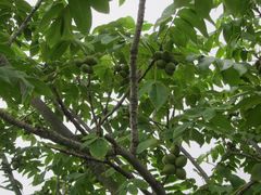 Juglans ailantifolia