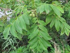 Juglans ailantifolia