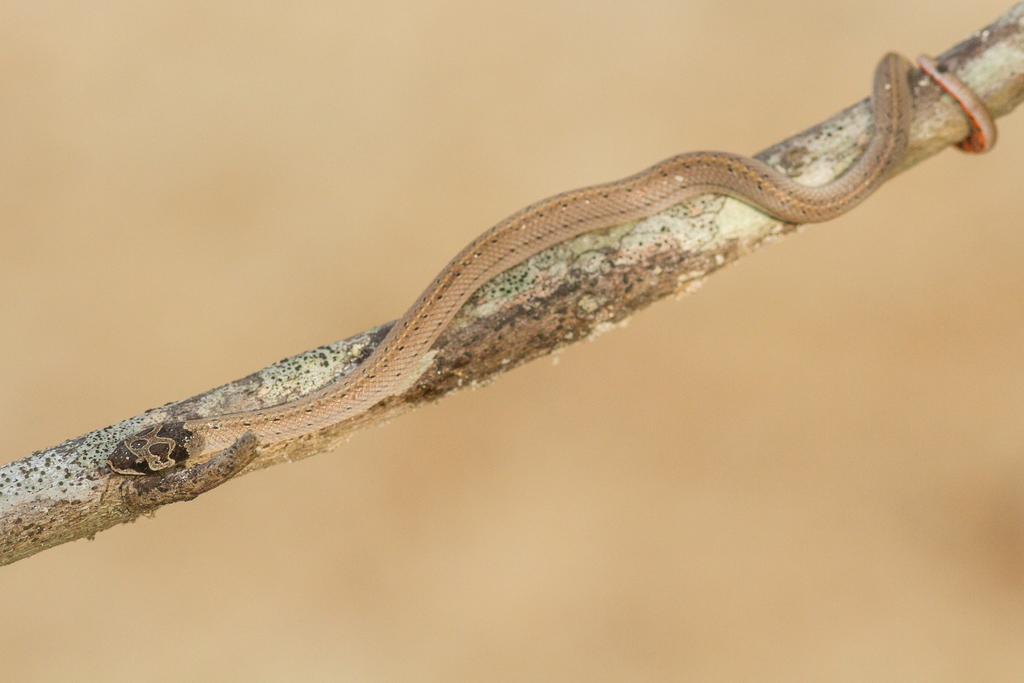 Cambodian Kukri Snake from Sab Fa Pha Ranger Station vicinity, Huai Kha ...