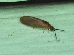 Sisyra apicalis