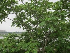 Juglans ailantifolia