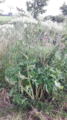 Heracleum sphondylium