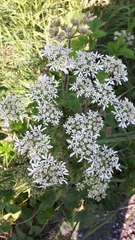 Heracleum sphondylium