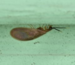 Sisyra apicalis