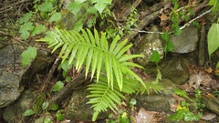 Pelazoneuron puberulum