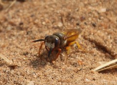 Philanthus triangulum diadema