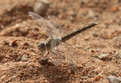 Brachythemis