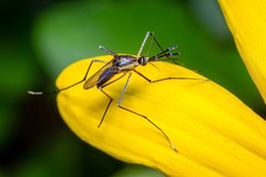 Toxorhynchites rutilus septentrionalis