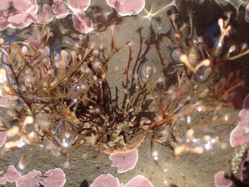 Eudendrium californicum