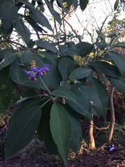 Solanum granulosoleprosum