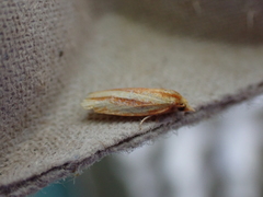 Sparganothis tristriata