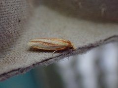 Sparganothis tristriata