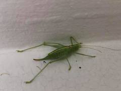 Meconema meridionale