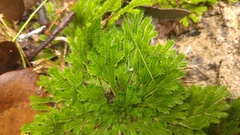 Selaginella pilifera
