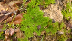 Selaginella pilifera