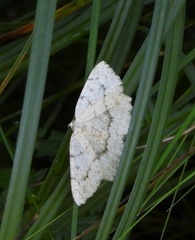 Gnophini