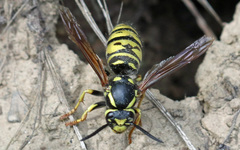 Vespula infernalis