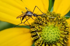 Toxorhynchites rutilus septentrionalis