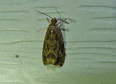 Olethreutes permundana