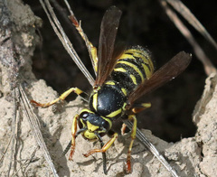 Vespula infernalis