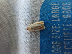 Sparganothis tristriata