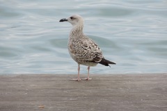 Larus michahellis