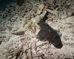 Cymbacephalus beauforti