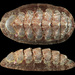 Giant Chitons - Photo (c) Renee Els, some rights reserved (CC BY-SA), uploaded by Renee Els