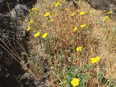 Potentilla arenosa