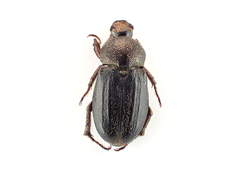 Faula centralis