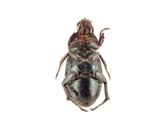 Faula centralis
