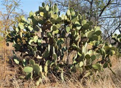 Opuntia leucotricha
