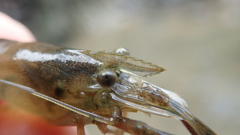 Macrobrachium asperulum
