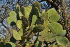Opuntia leucotricha