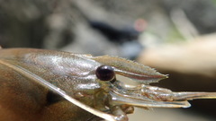 Macrobrachium asperulum