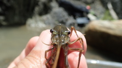 Macrobrachium asperulum