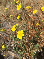 Potentilla arenosa