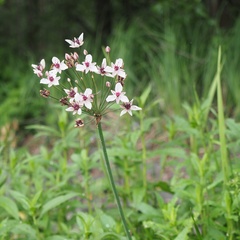 Butomus umbellatus
