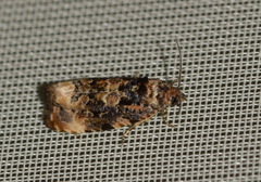 Endothenia gentianaeana