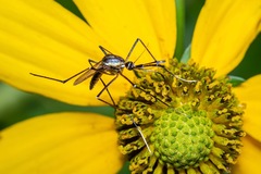 Toxorhynchites rutilus septentrionalis