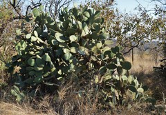 Opuntia leucotricha