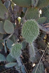 Opuntia leucotricha